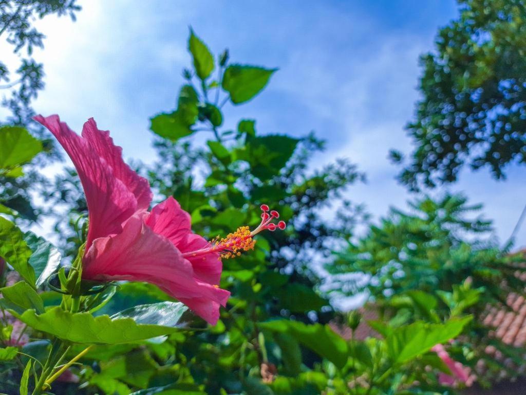 Papyrus Tropical Hotel Bogor Dış mekan fotoğraf